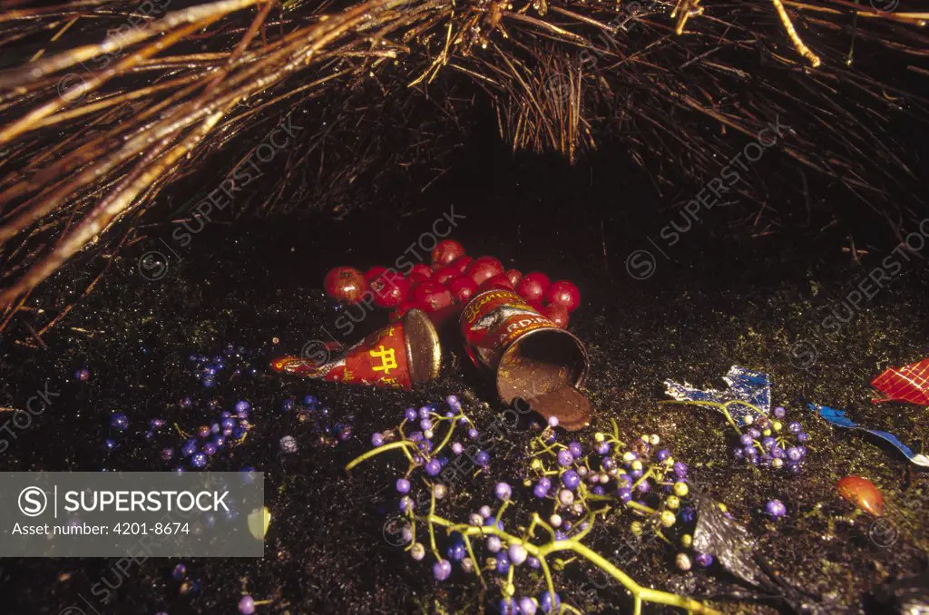 Brown Gardener (Amblyornis inornatus) decorated to attract a mate, Arfak Mountains, Irian Jaya, New Guinea, Indonesia