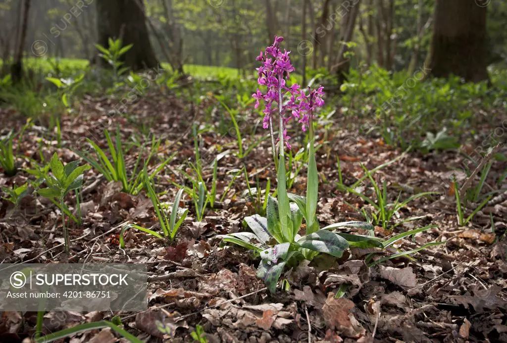 Early Purple Orchid (Orchis mascula) flowers, England