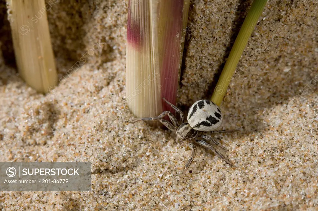 Crab Spider (Xysticus cristatus), England