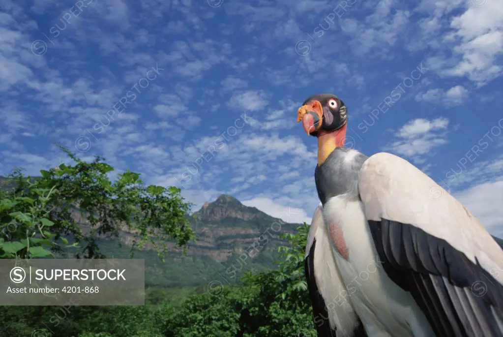 King Vulture (Sarcoramphus papa) in natural arid forest habitat, Cerro Chaparri, Lambayeque Province, Peru