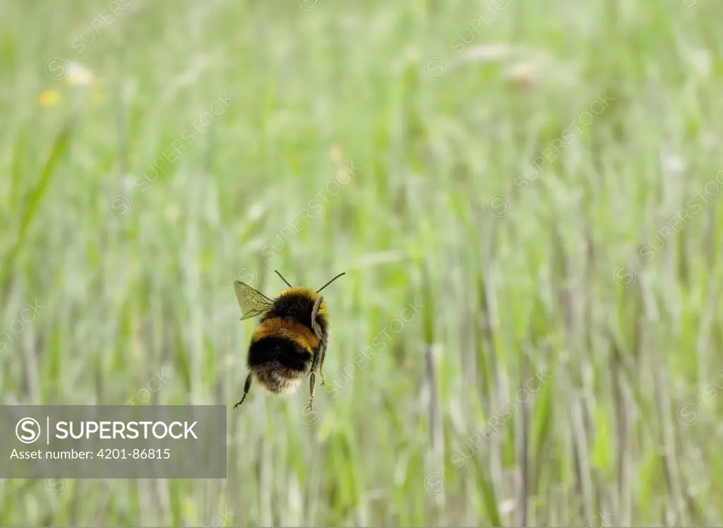 Bumblebee (Bombus sp) flying, England