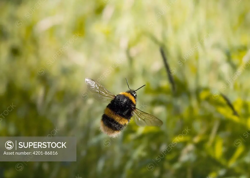 Bumblebee (Bombus sp) flying, England