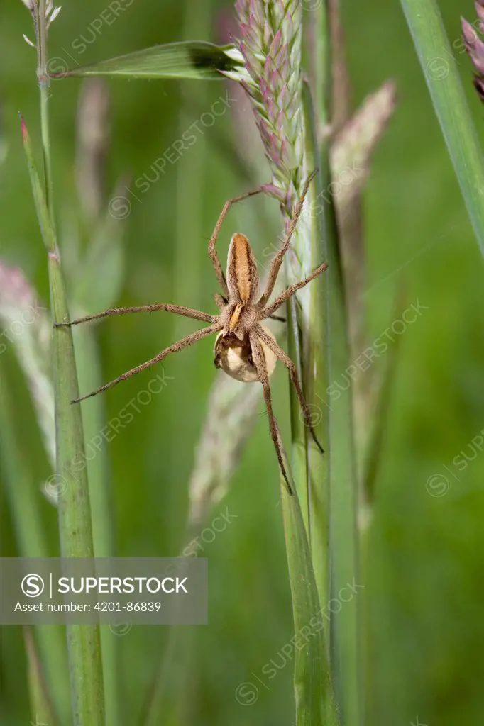 Nursery-web Spider (Pisaura mirabilis) carrying egg sac, England