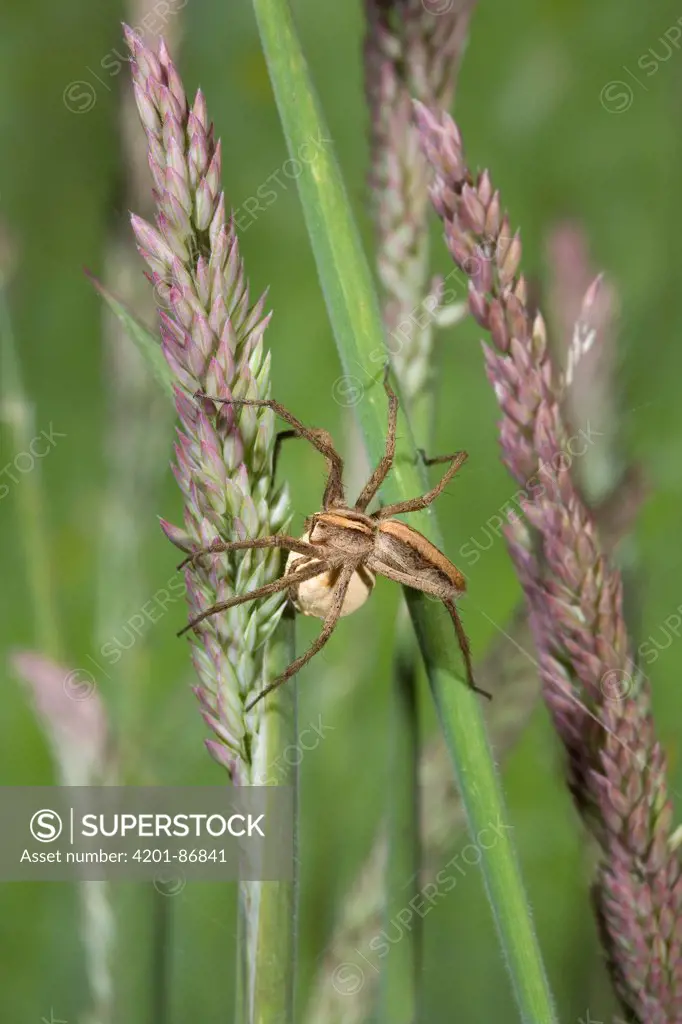 Nursery-web Spider (Pisaura mirabilis) carrying egg sac, England