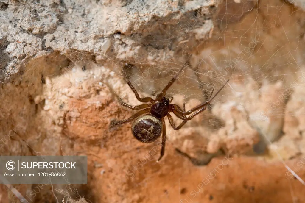 Biting Spider (Steatoda nobilis) on wall of Chichester Cathedral, England