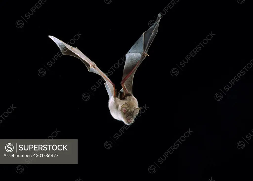 Greater Horseshoe Bat (Rhinolophus ferrumequinum) flying, England