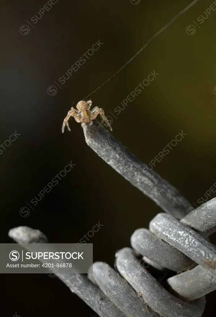Crab Spider (Thomisidae) ballooning from barbed wire