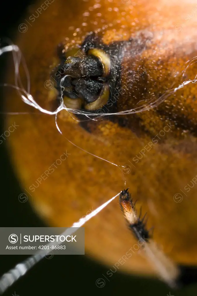 Four Spot Orb Weaver (Araneus quadratus) close up of spinnerets weaving a web, England