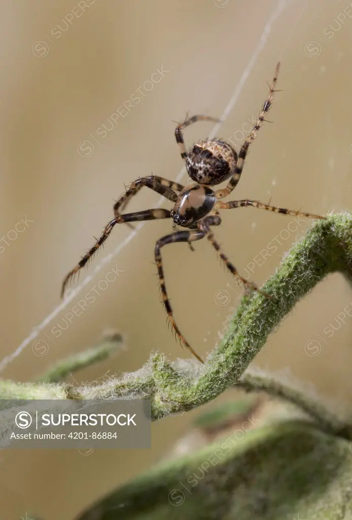 Pirate Spider (Ero sp) on web