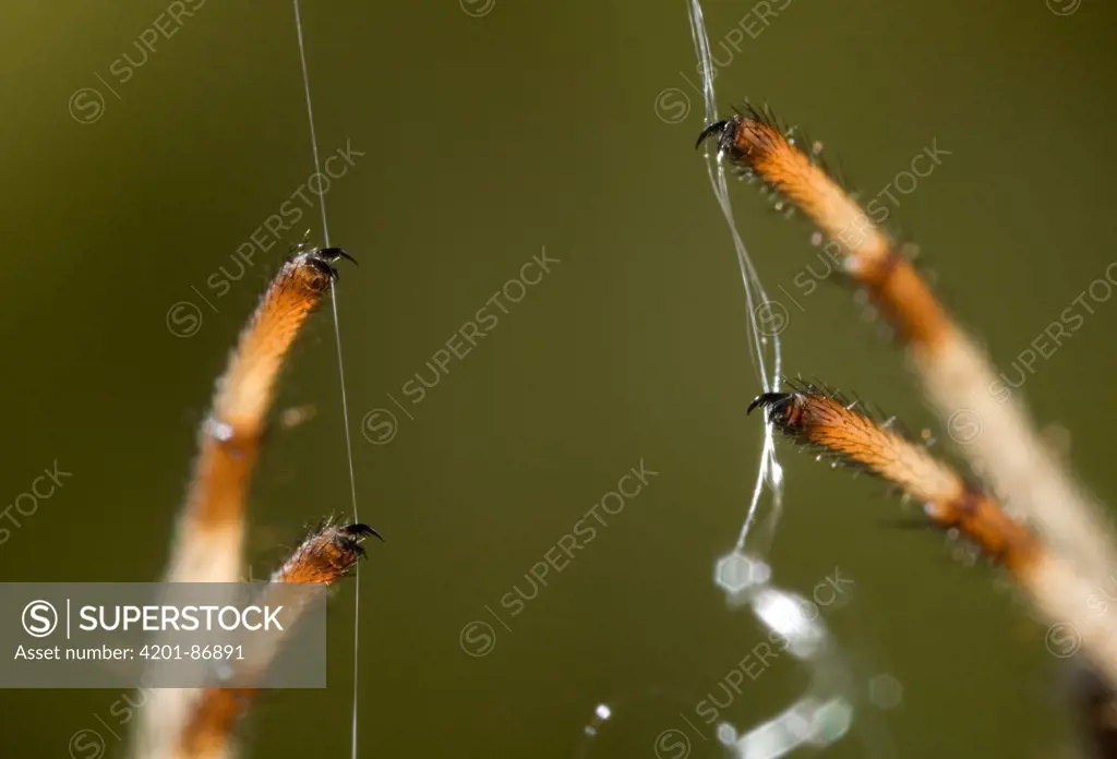 Garden Spider (Araneus diadematus) using palps to control silk while buidling web, UK