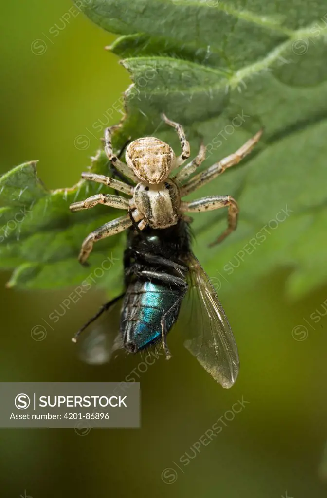 Crab Spider (Xysticus cristatus) feeding feeding on Blue Bottle (Calliphoridae) fly, England