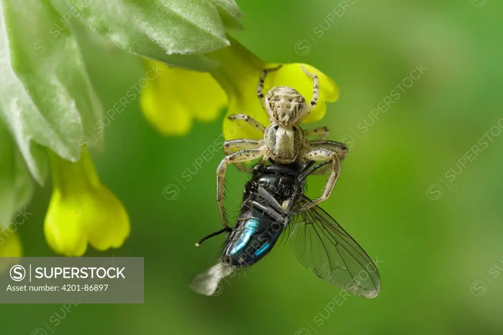 Crab Spider (Xysticus cristatus) feeding on Blue Bottle Fly (Calliphoridae)