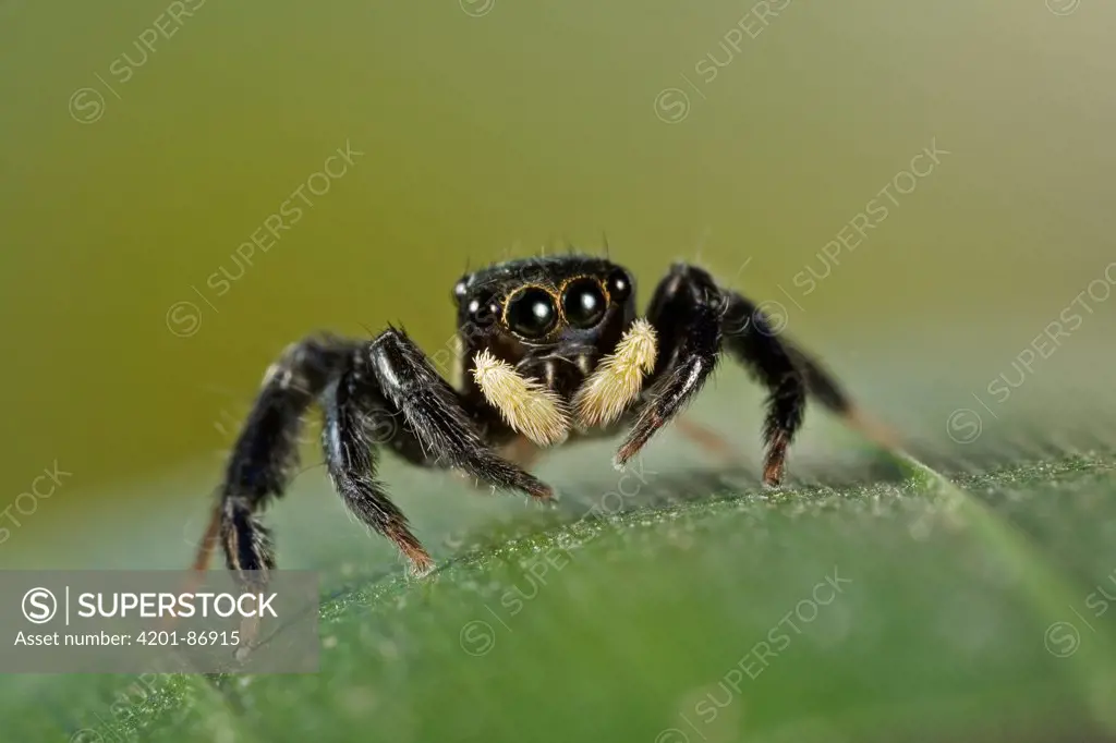 Jumping Spider (Salticidae), Costa Rica