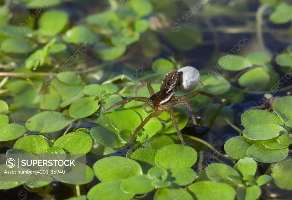 Pirate Spider (Pirata sp) with egg sac on pond, UK