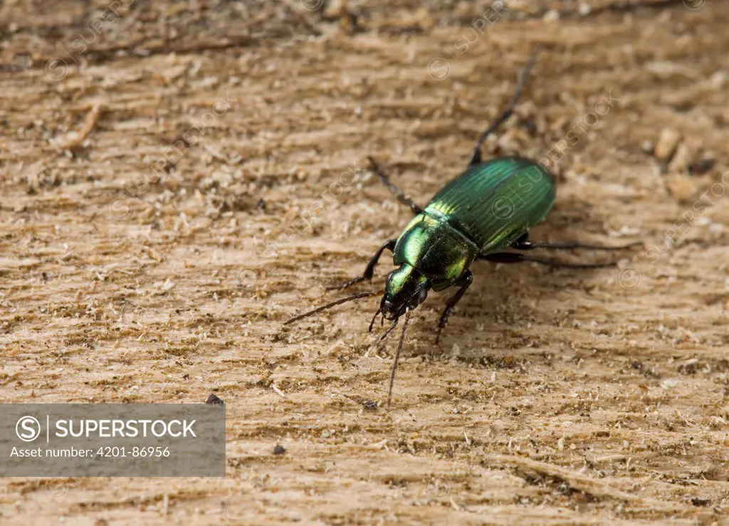 Ground Beetle (Carabidae), Sussex, England