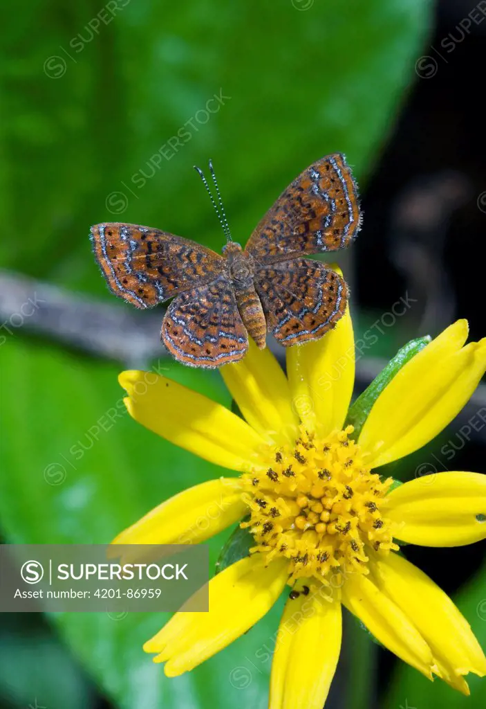 Wright's Metalmark (Calephelis wrighti) butterfly, Costa Rica