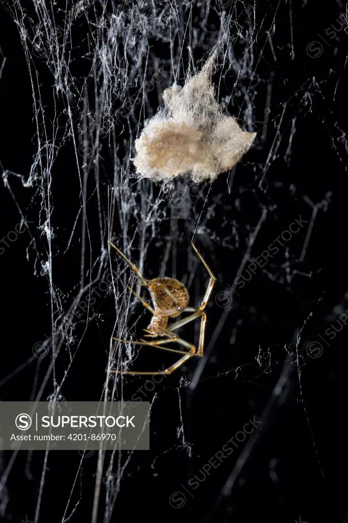 American House Spider (Achaearanea tepidariorum) with egg sac, USA