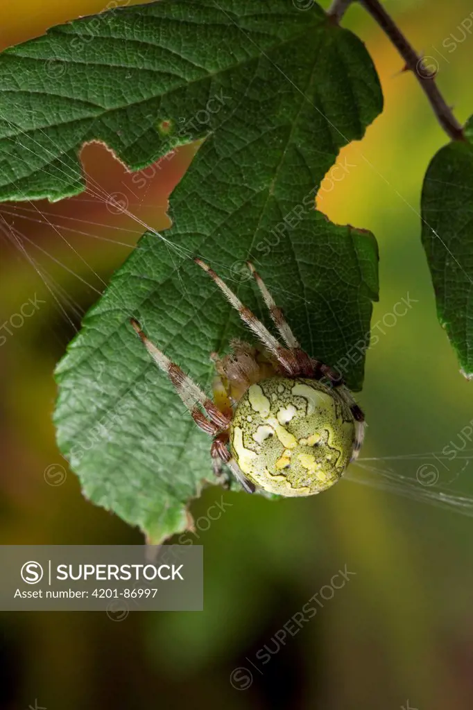 Marbled Orb Weaver (Araneus marmoreus)