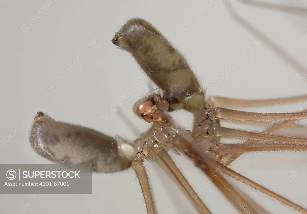 Daddy-Long-Legs Spider (Pholcus phalangioides) pair mating