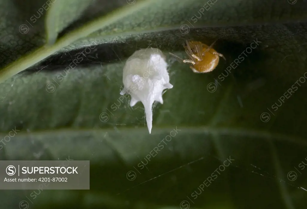 Comb Footed Spider (Paidiscura pallens) with egg sac
