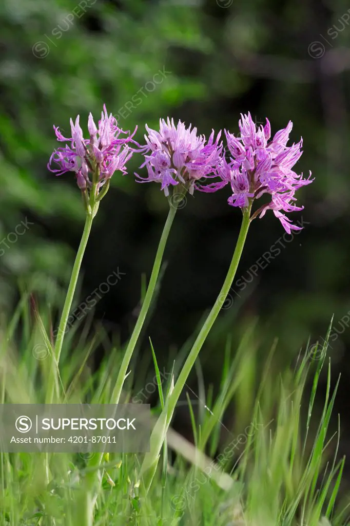 Toothed Orchid (Orchis tridentata) flowers, Italy