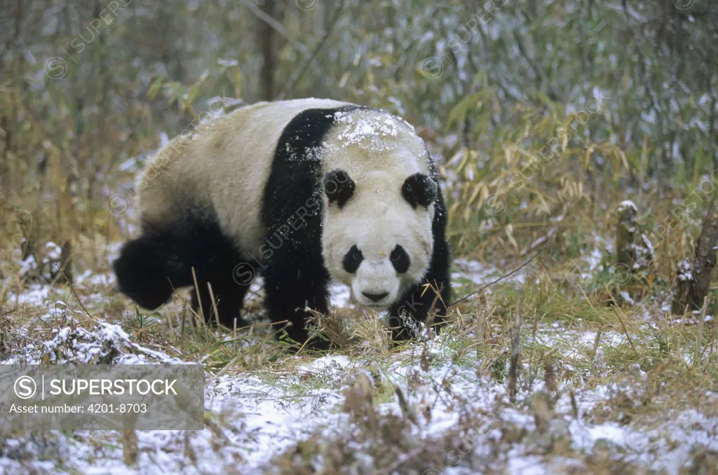 Giant Panda (Ailuropoda melanoleuca), Wolong Valley, Himalaya, China