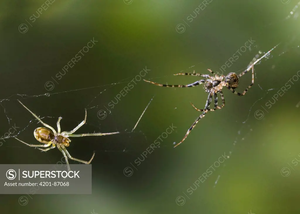 Pirate Spider (Ero sp) on right stalking Money Spider (Linyphiidae) on left