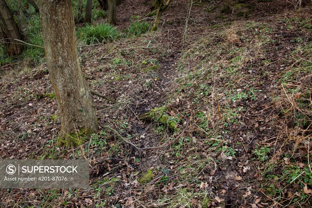 Fallow Deer (Dama dama) destruction of woodland understory