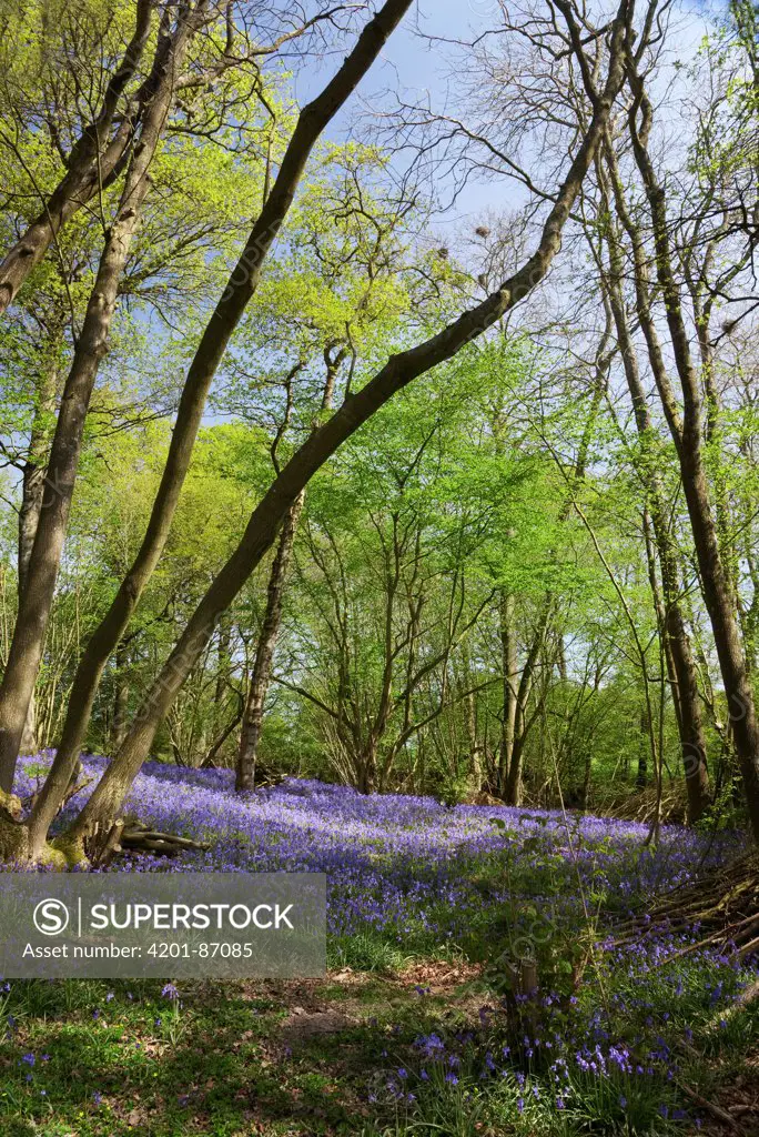 English Bluebell (Hyacinthoides nonscripta) group flowering in woodland, Sussex, England