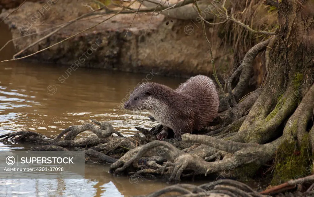 European River Otter (Lutra lutra) on river bank, Surrey, England