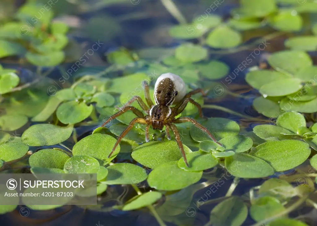 Pond Pirate Spider (Pirata piraticus) with egg-sac on pond surface, Sussex, England