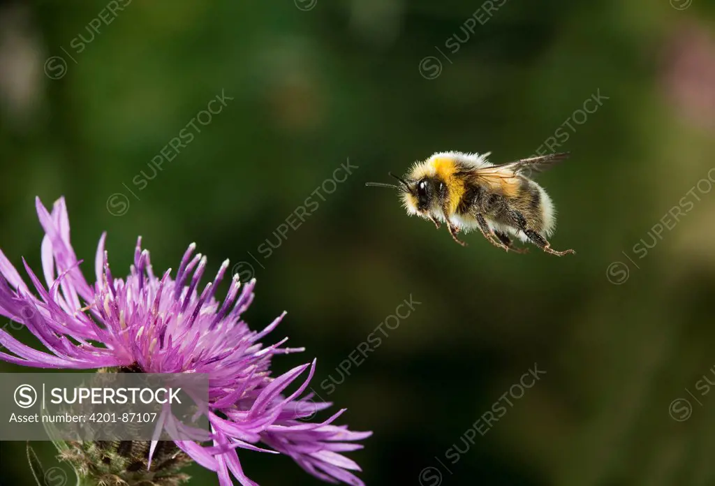 Broken-belted Humble-bee (Bombus soroeensis) flying