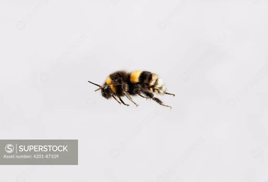 Bumblebee (Bombus sp) flying
