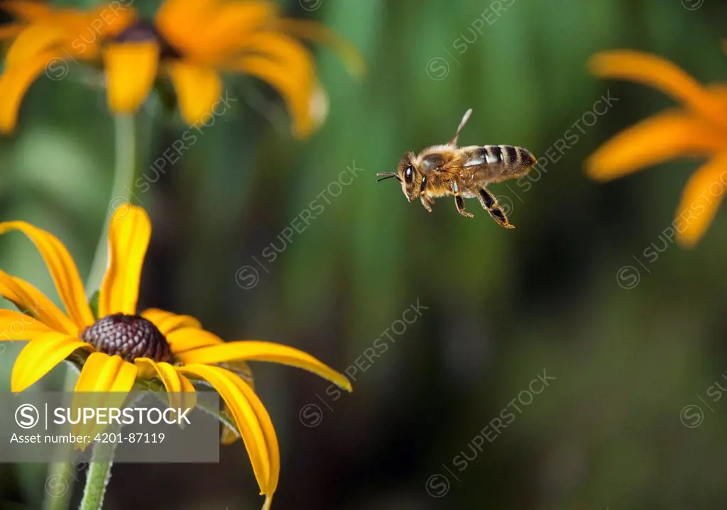 Honey Bee (Apis mellifera) flying