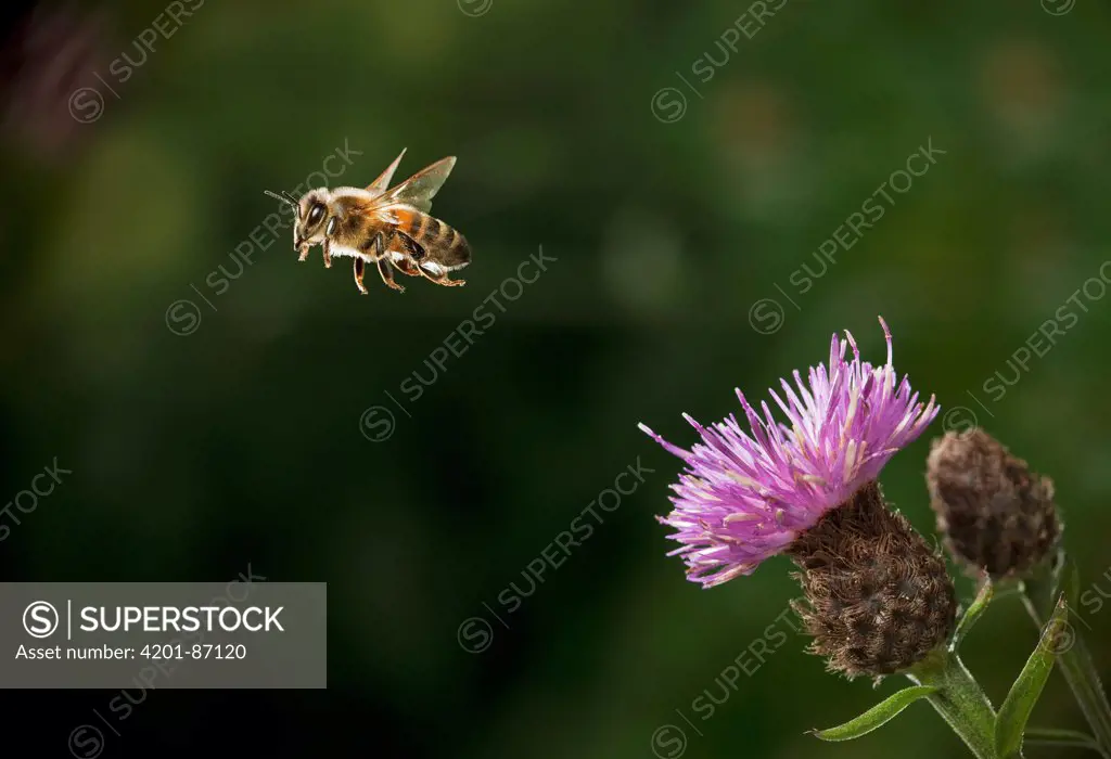 Honey Bee (Apis mellifera) flying