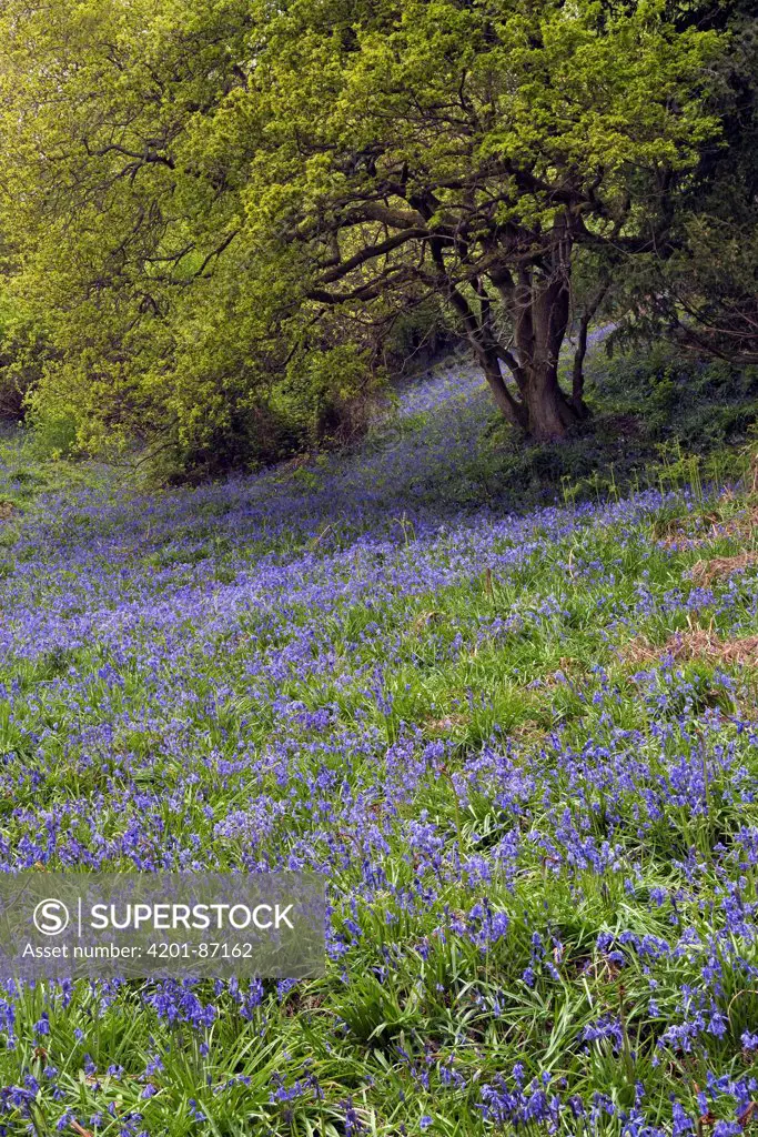 English Bluebell (Hyacinthoides nonscripta) group flowering in woodland, Sussex, England
