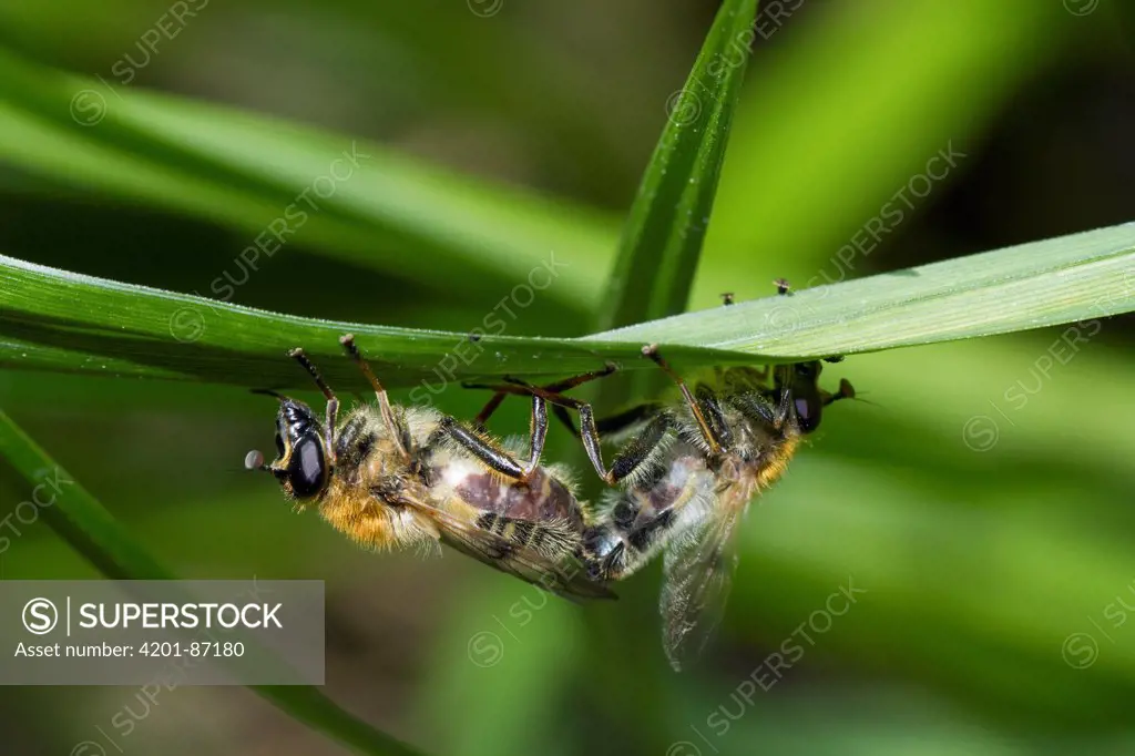 Hoverfly (Eristalis sp) resting on leaf underside, Sussex, England