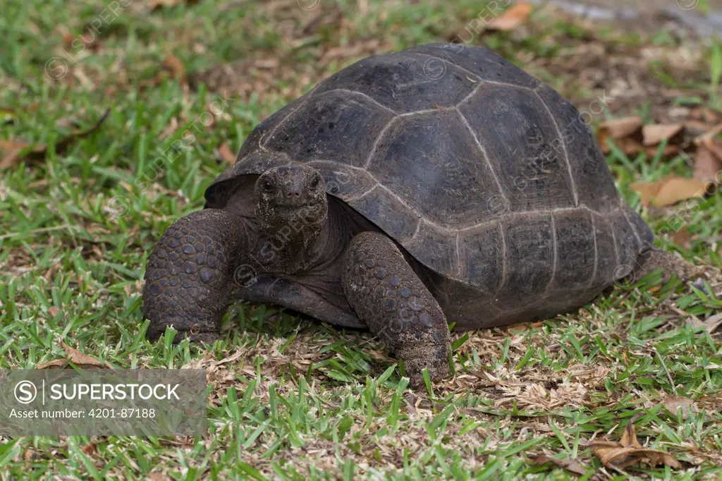 Aldabra Tortoise (Geochelone gigantea), Silhouette Island, Seychelles