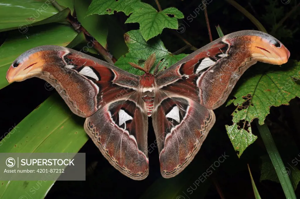 Atlas Moth (Attacus atlas) male, Khao Yai National Park, Thailand