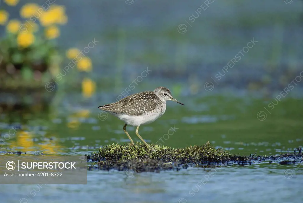 Wood Sandpiper (Tringa glareola) perching on moss mound surrounded by water, Europe