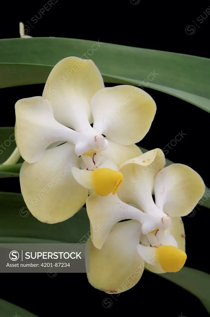 Vanda Orchid (Vanda dearei) flowers, Kuching, Sarawak, Borneo, Malaysia