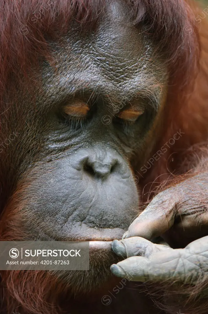 Orangutan (Pongo pygmaeus) feeding, Semengoh Wildlife Rehabilitation Centre, Sarawak, Borneo, Malaysia