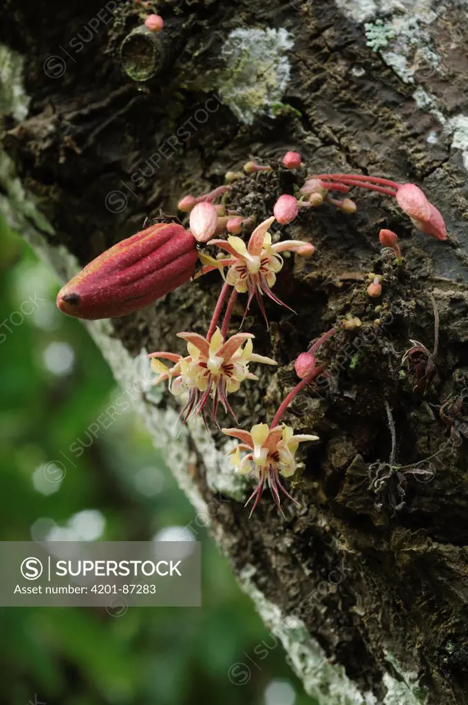 Cocoa (Theobroma cacao) flowers and pod, Lore Lindu National Park, Sulawesi, Indonesia