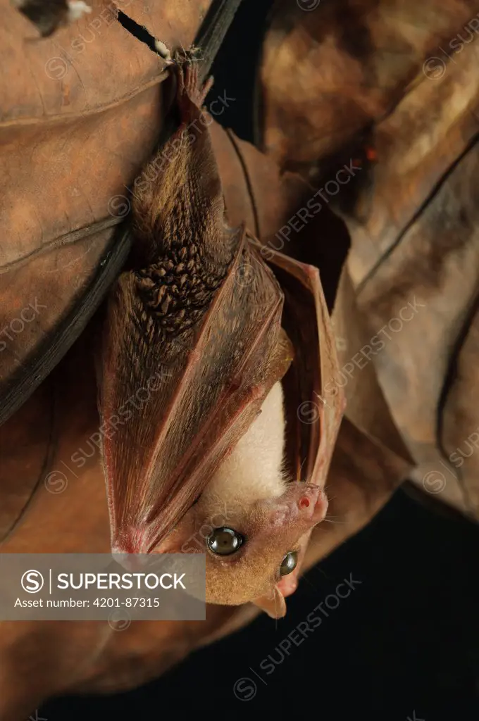 Lesser Long-tongued Fruit Bat (Macroglossus minimus), Bintulu, Bukit Sarang Conservation Area, Sarawak, Borneo, Malaysia