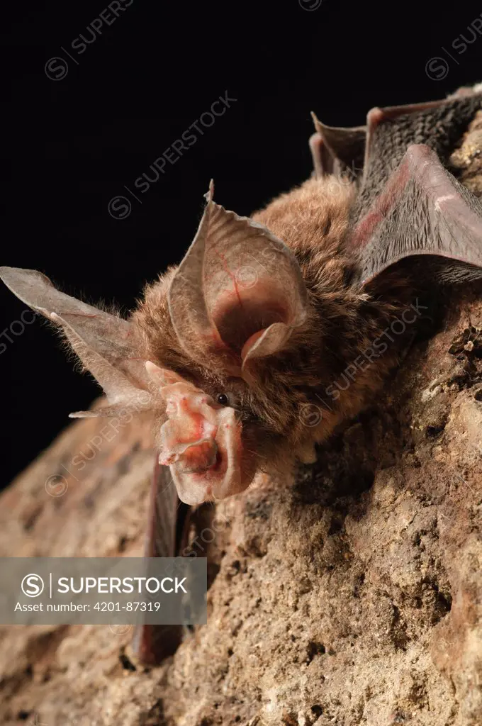 Large-eared Horseshoe Bat (Rhinolophus philippinensis), Bintulu, Bukit Sarang Conservation Area, Sarawak, Borneo, Malaysia