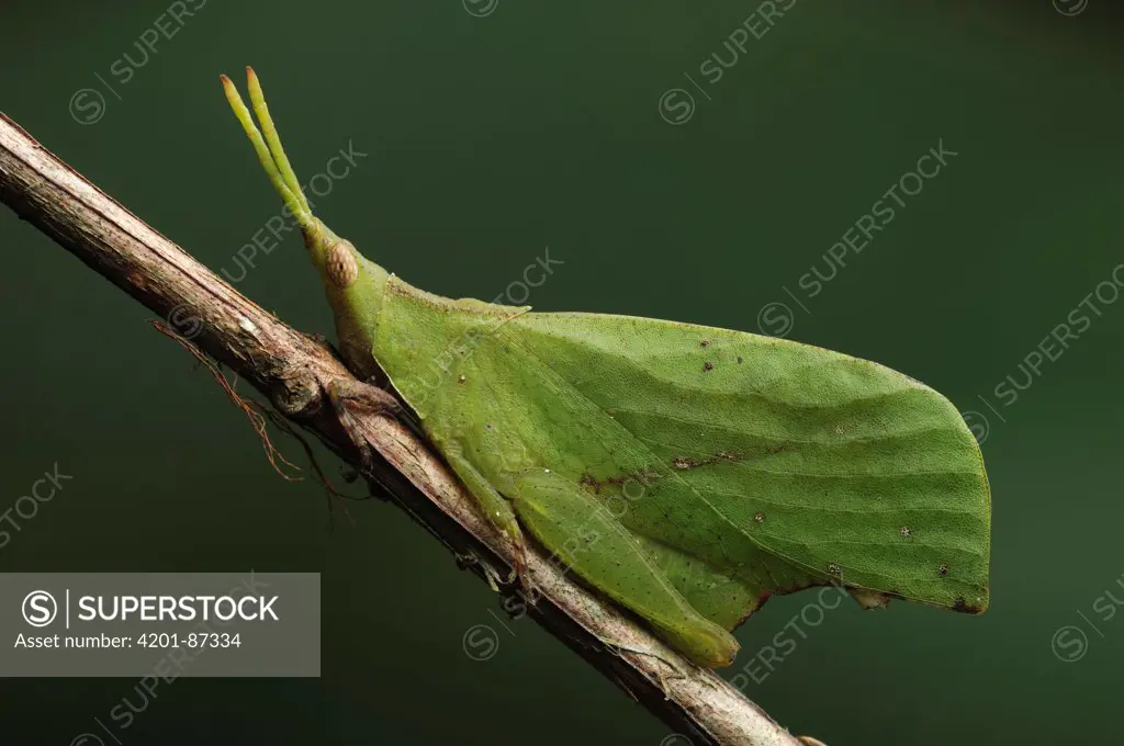 Grasshopper (Systella sp) mimicking leaf, Bako National Park, Sarawak, Borneo, Malaysia