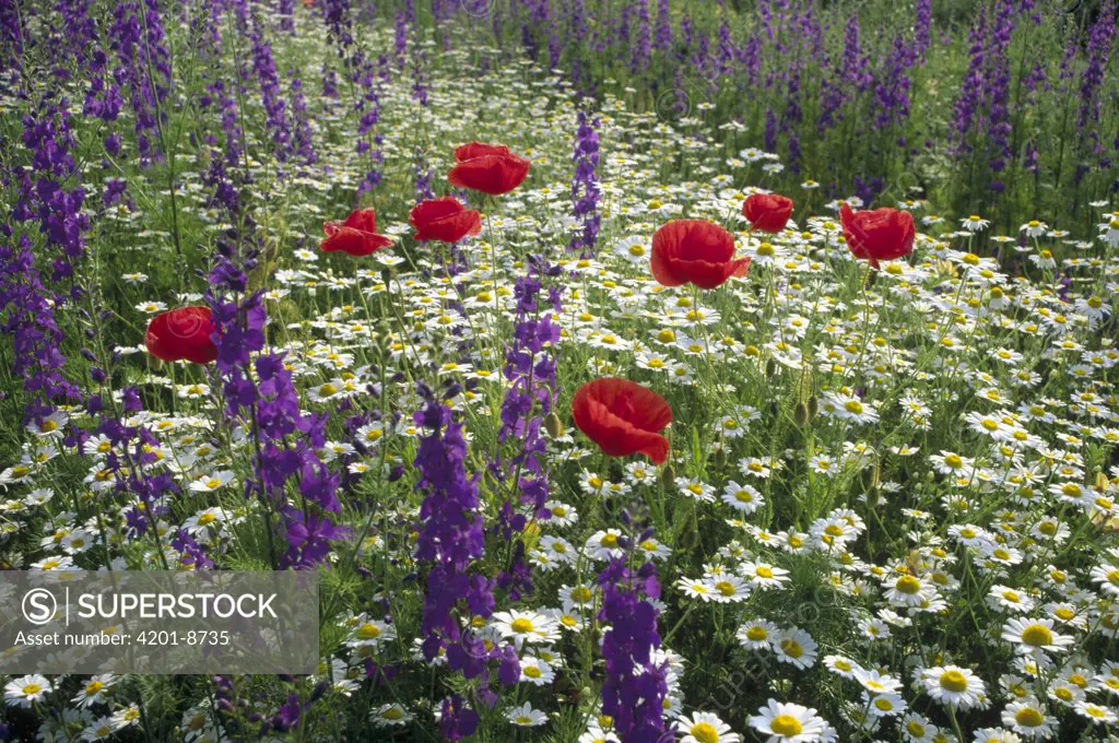 Meadow with flowers including Delphinium, Red Poppies and Daisies, Hungary