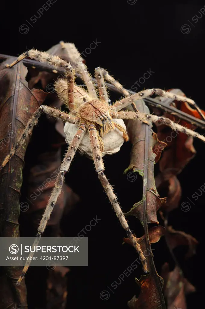 Giant Crab Spider (Sparassidae) female with her egg sac, Kubah National Park, Sarawak, Borneo, Malaysia