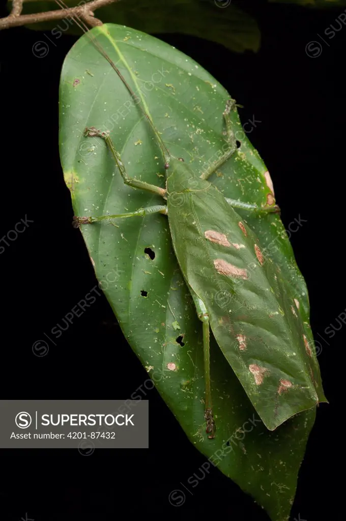 Katydid (Temnophyllus sp) camouflaged on leaf, Gunung Penrissen, Sarawak, Borneo, Malaysia