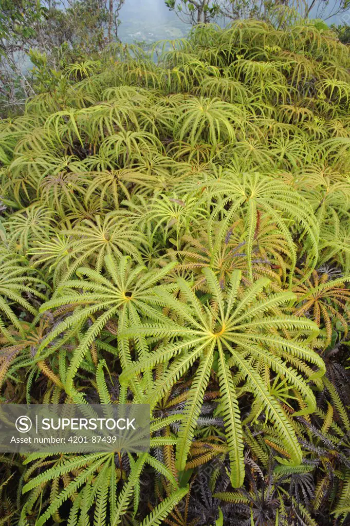 Fern (Matonia pectinata) group, Gunung Pinapan, Sumatra, Indonesia